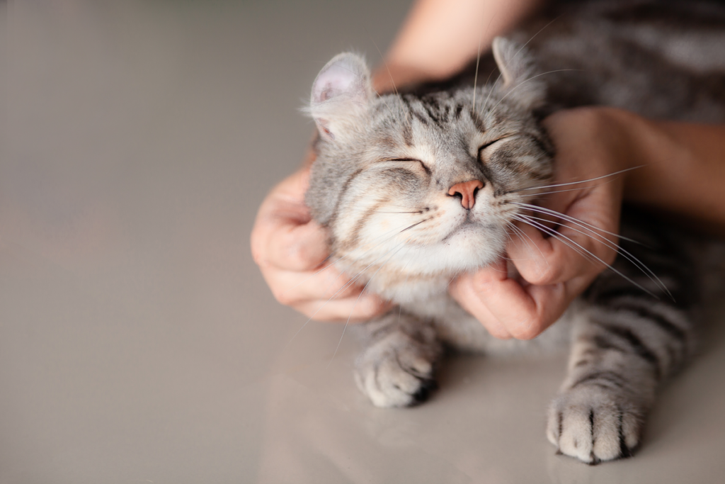 love your kitties