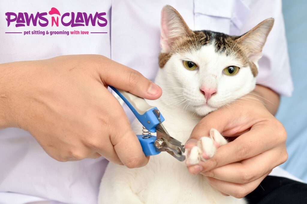 Cat grooming, Cat care